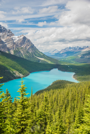 Turquoise Peyto Lake surrounded by pine forest and Rocky Mountains in Banff National Park Canada
