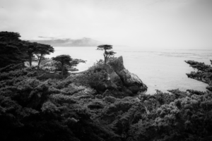Black and white Lone Cypress on rocky outcrop at Pebble Beach California with ocean view