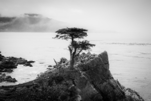 Close-up black and white Lone Cypress tree on rocky cliff at Pebble Beach California