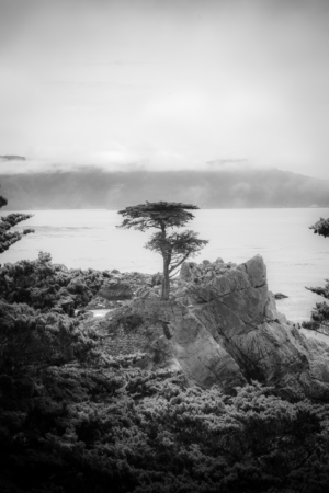 Black and white Lone Cypress tree on rocky cliff at Pebble Beach California overlooking ocean