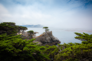 Lone Cypress tree on rocky point at Pebble Beach California with ocean, fog, and coastal greenery