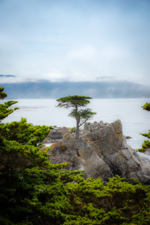 Lone Cypress tree on rocky cliff at Pebble Beach California with ocean and foggy coastline