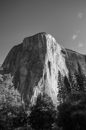 Black and white vertical photograph of El Capitan in Yosemite National Park with pine trees below