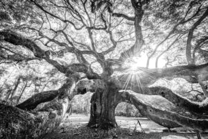 Black and white photograph of Angel Oak tree with sunburst through sprawling branches in Charleston South Carolina