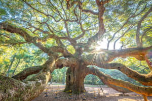 Sunlight shining through sprawling branches of Angel Oak tree in Charleston South Carolina