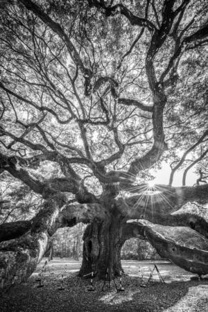Black and white photograph of Angel Oak tree with sunburst through branches in Charleston South Carolina