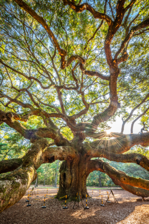 Sunlight shining through the massive branches of Angel Oak tree in Charleston South Carolina
