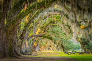 Horizontal photograph of moss-covered live oak trees forming a canopy in South Carolina