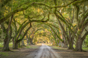 Live oak road in South Carolina with Spanish moss hanging from the trees and warm golden sunlight filtering through