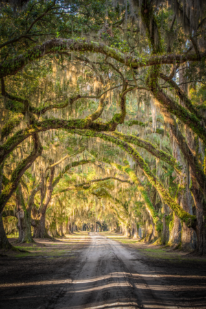 Vertical photograph of the live oak avenue at Tomotley Plantation in South Carolina draped with Spanish moss