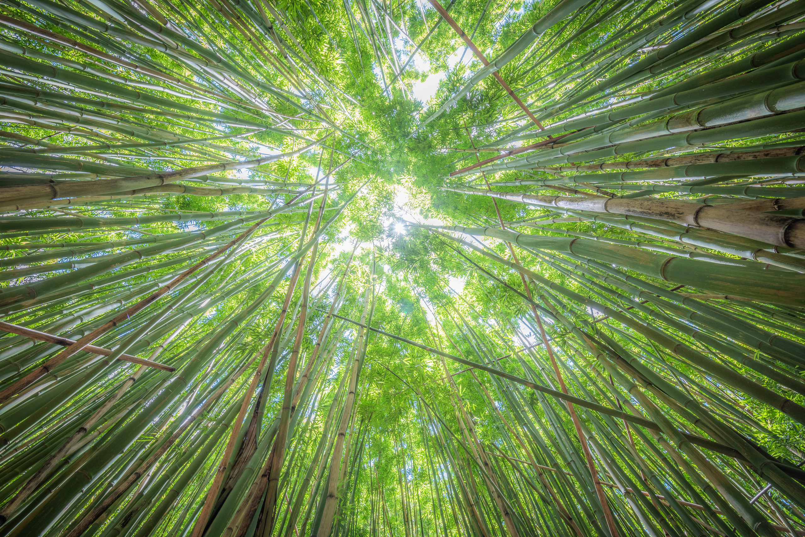 Upward view of bamboo forest in Maui Hawaii with tall green stalks and sunlight filtering through canopy