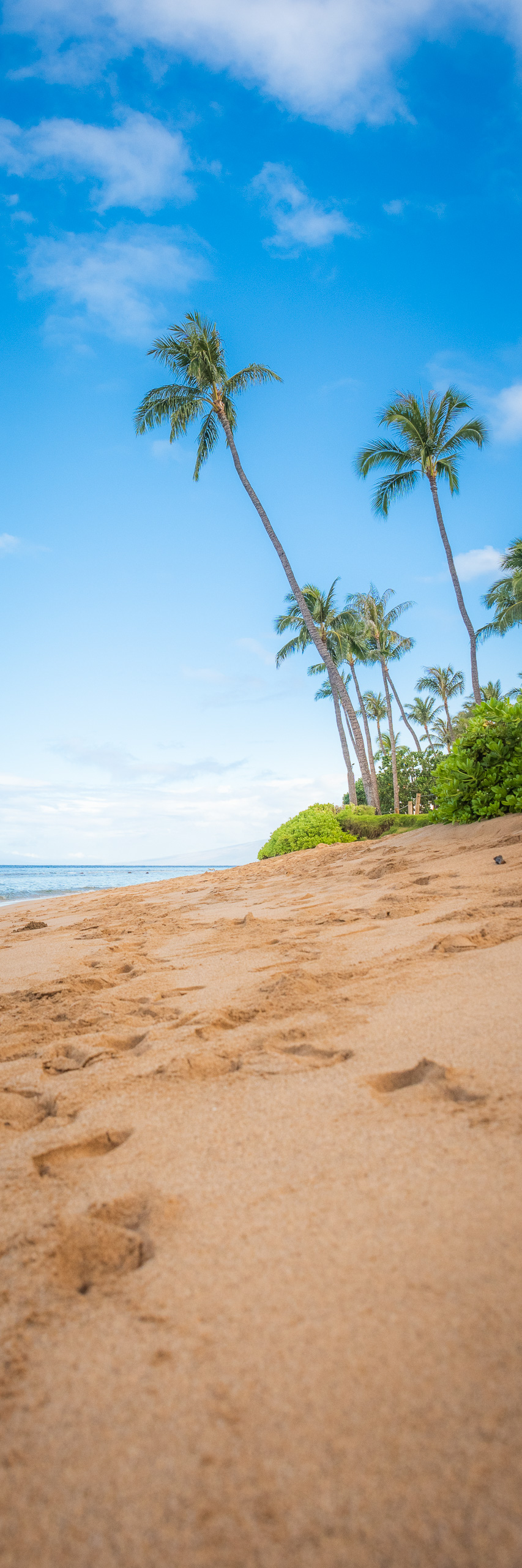 Sandy Maui Hawaii beach with palm trees, blue sky, and ocean shoreline vertical view