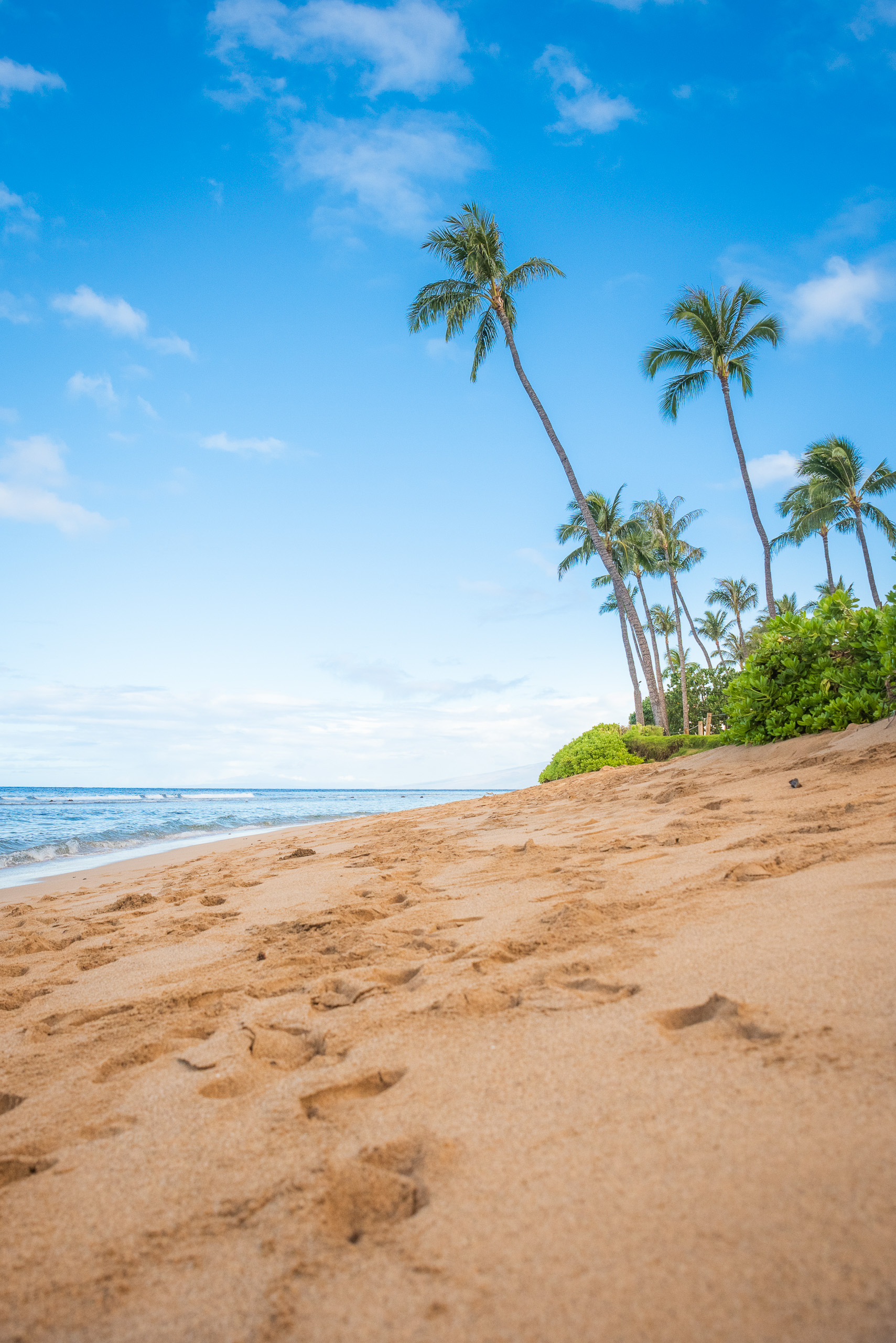 Golden sandy beach in Maui Hawaii with palm trees, blue sky, and ocean shoreline vertical