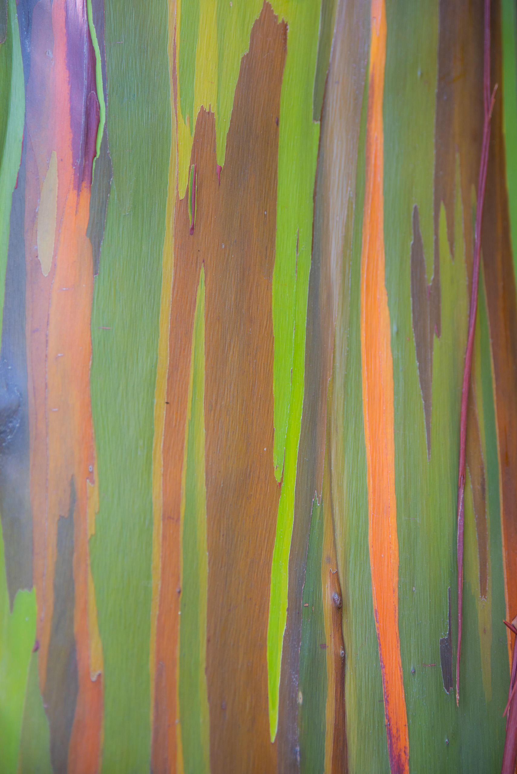 Close up of rainbow eucalyptus tree bark with vibrant green orange and red colors in Maui Hawaii