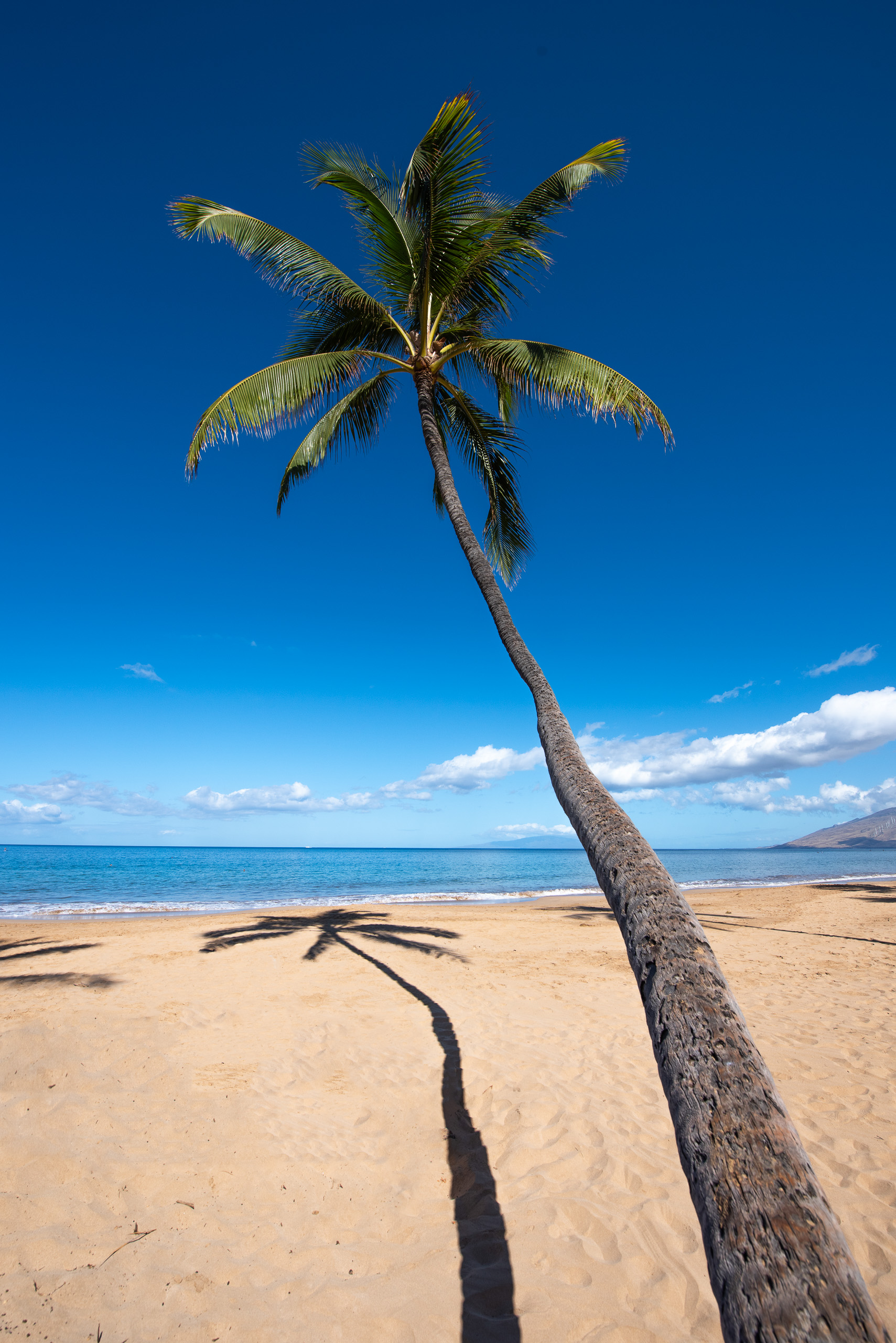 Leaning palm tree on sandy beach with blue ocean and sky on Maui Hawaii