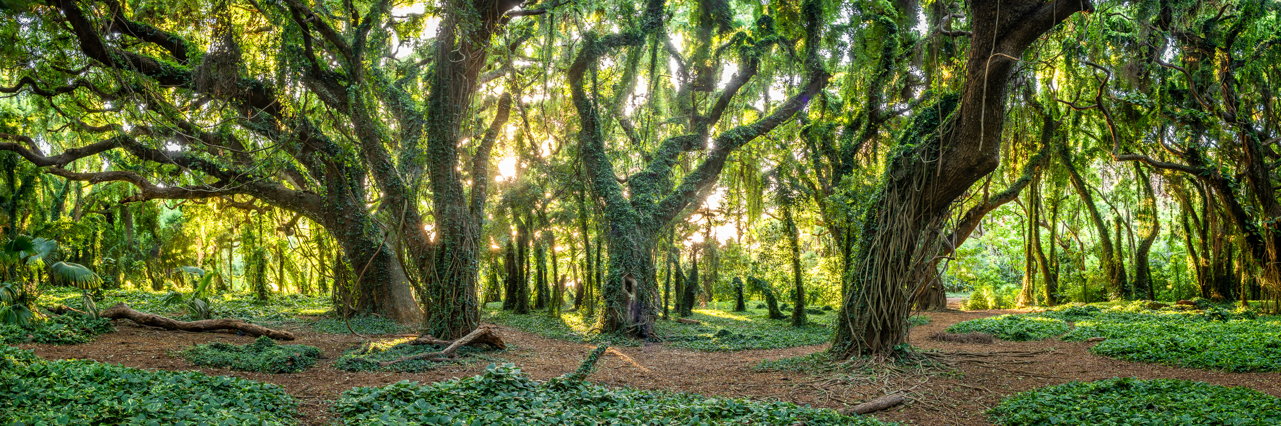 Lush tropical forest in Maui Hawaii with ancient trees, hanging vines, and sunlight panorama