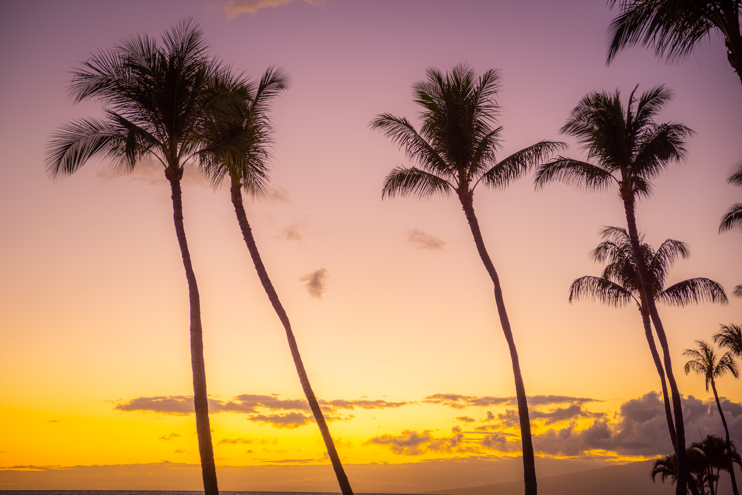 Silhouetted palm trees in Maui Hawaii against colorful sunset sky with orange and purple tones