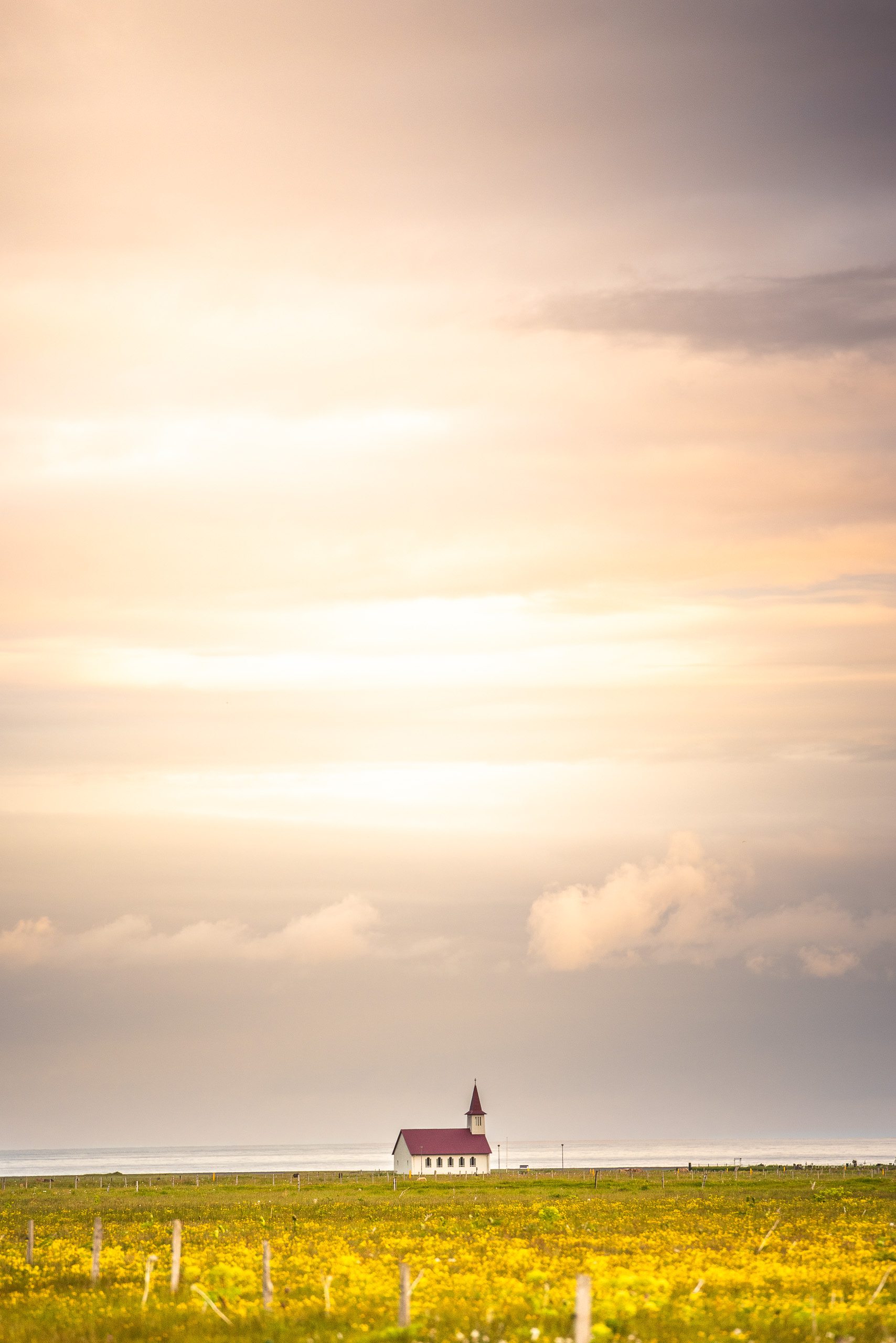 Small Icelandic church in yellow wildflower field beneath glowing pastel sky at sunset