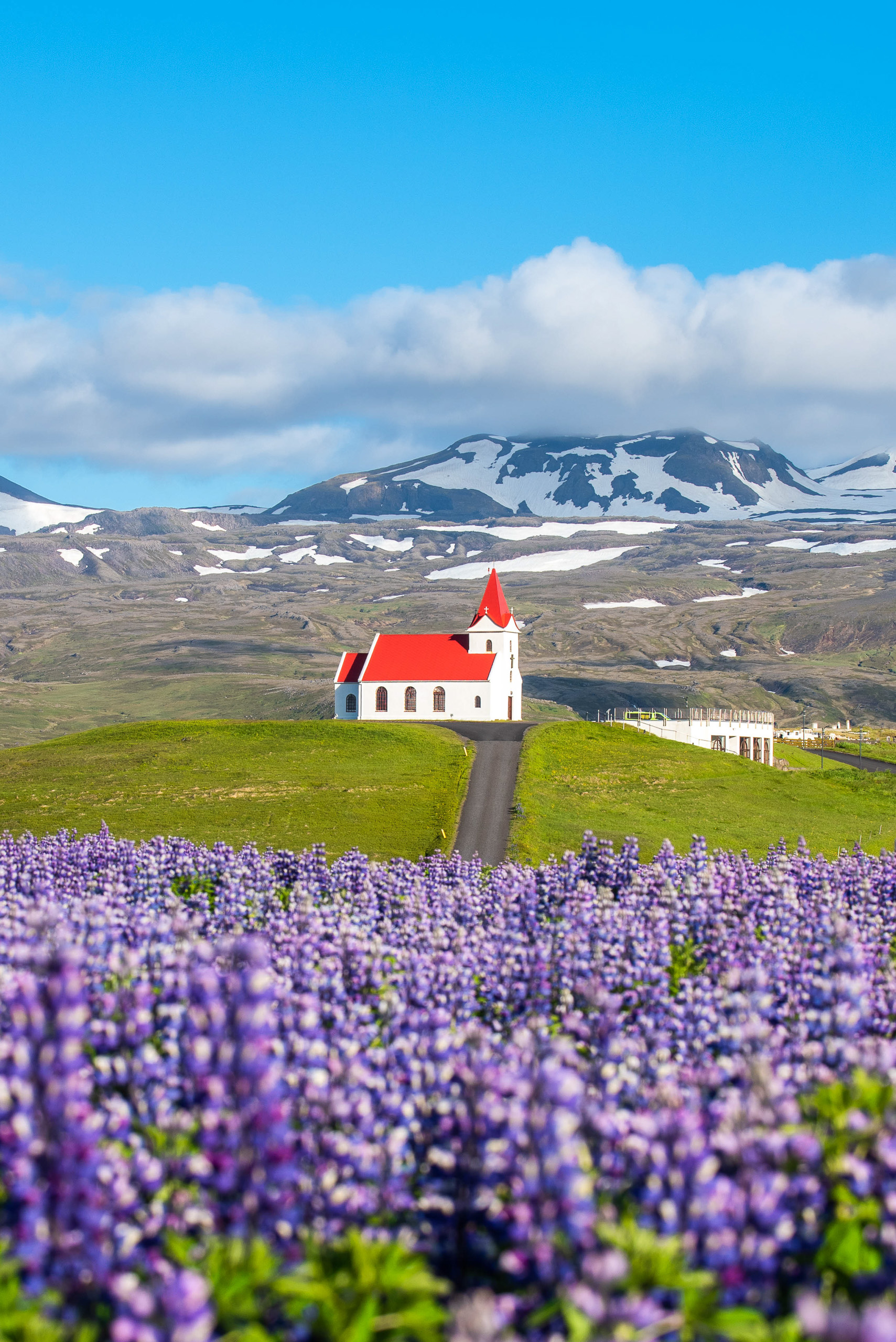 Vertical photo of white church with red roof in Iceland behind purple lupine flowers and mountains