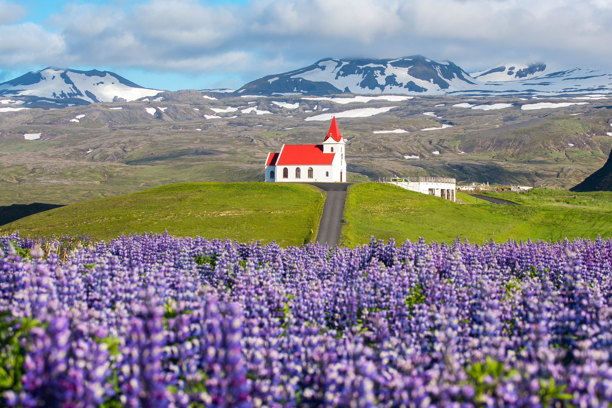 White church with red roof in Iceland beyond purple lupine flowers and snow covered mountains