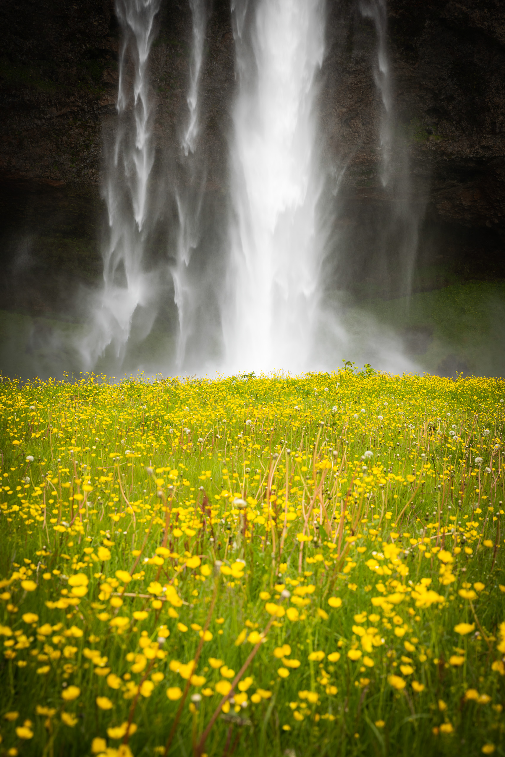 Vertical photo of Seljalandsfoss waterfall in Iceland behind a field of yellow wildflowers