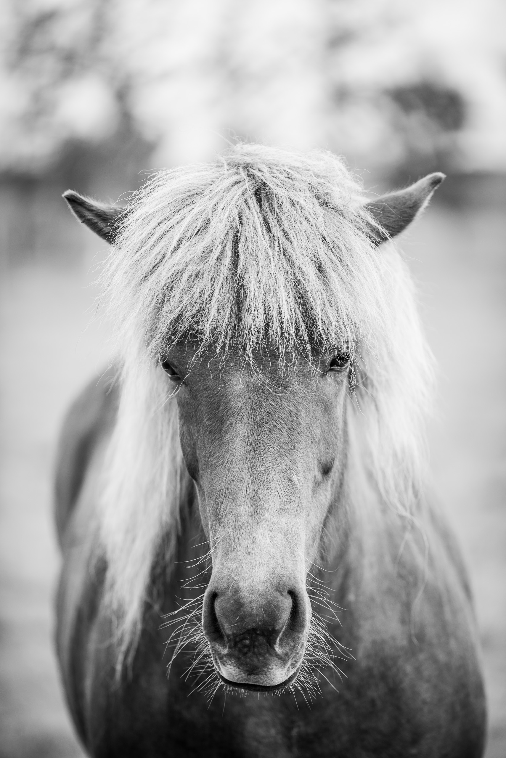 Black and white portrait of an Icelandic horse with long flowing mane looking directly at camera