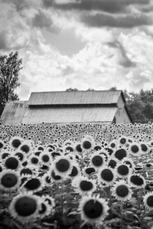 Black and white photograph of sunflowers surrounding a rustic barn in Franklin, Tennessee