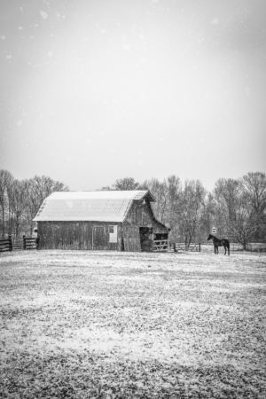 Black and white photograph of a horse beside a rustic barn during a snowfall in Franklin, Tennessee